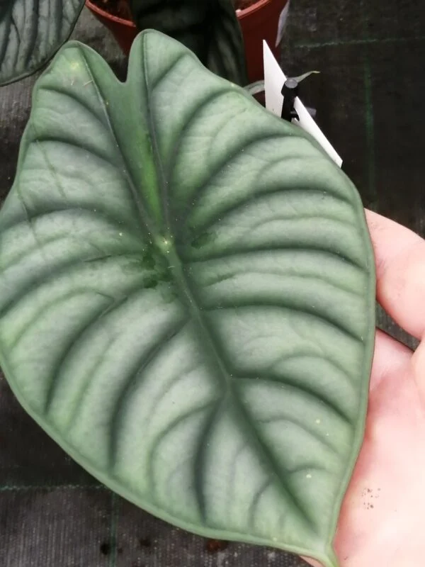 Alocasia Nebula, pianta da interno