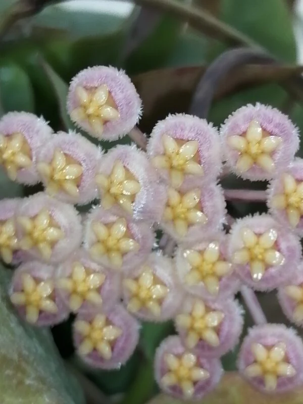 Hoya Sunrise, foto 3