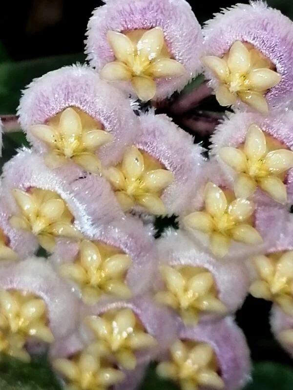 Hoya Sunrise, foto 4