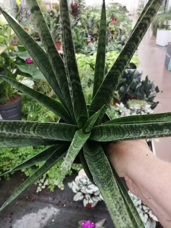 Sansevieria trifasciata Black Diamond, foto 2