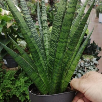 Sansevieria trifasciata Black Diamond