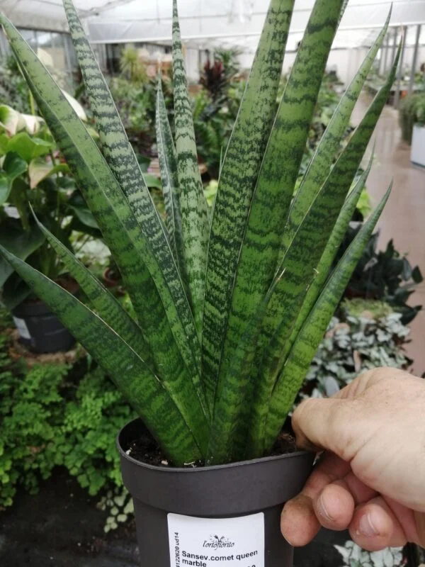Sansevieria trifasciata Black Diamond, pianta da interno