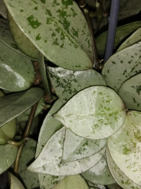 Hoya krohniana Super Silver, foto 2