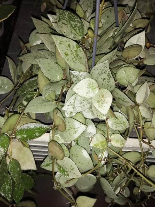Sansevieria Almond silver, foto 8
