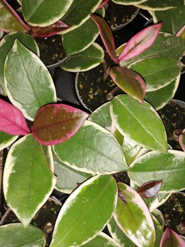 Sansevieria Almond silver, foto 7