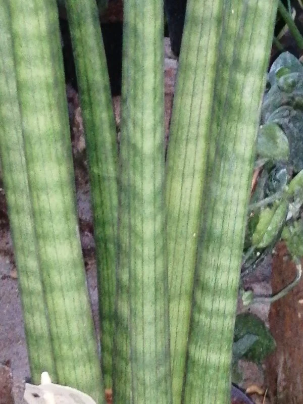 Sansevieria cylindrica Straight, foto 3