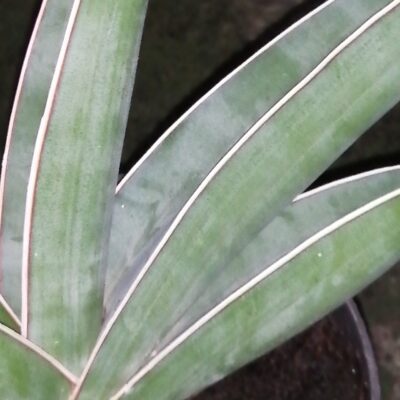 Sansevieria Almond silver