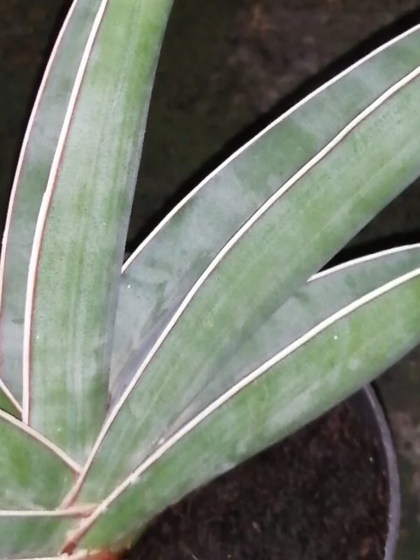 Sansevieria Almond silver, pianta da interno