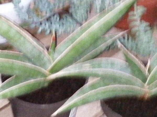 Sansevieria Almond silver, foto 4