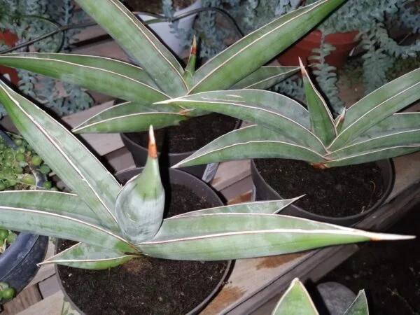 Sansevieria Almond silver, foto 2