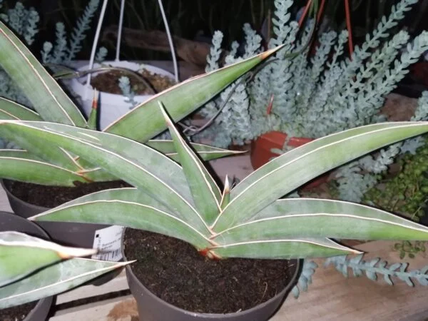 Sansevieria Almond silver, foto 3