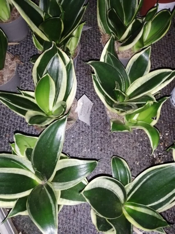 Sansevieria trifasciata Hahnii Pagoda, pianta da interno