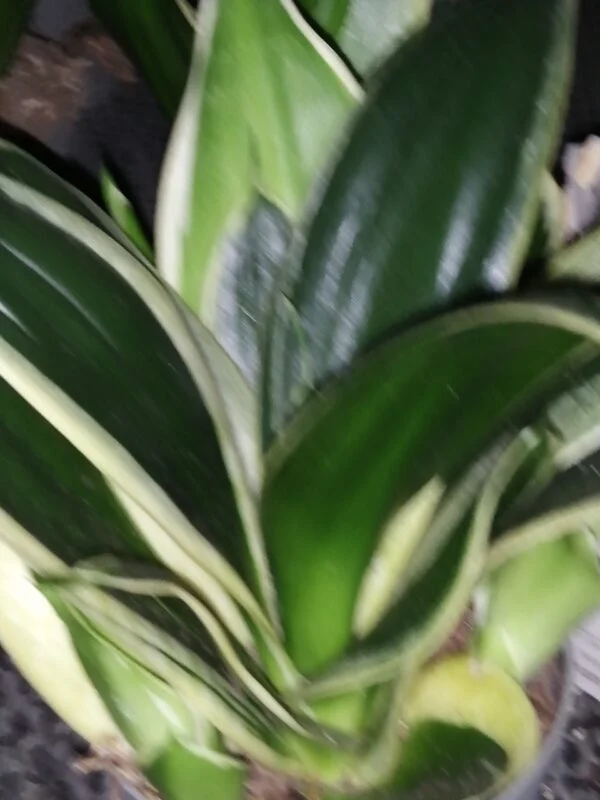 Sansevieria Almond silver, foto 6