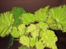 Begonia Lima Love Beleaf
