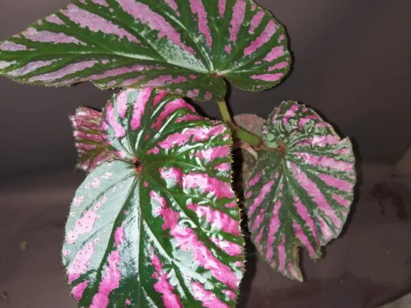 Begonia brevirimosa subs. exotica, foto 3