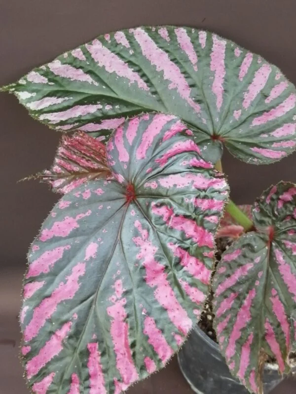 Begonia brevirimosa subs. exotica, foto 4