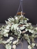 Hoya krohniana Super Silver