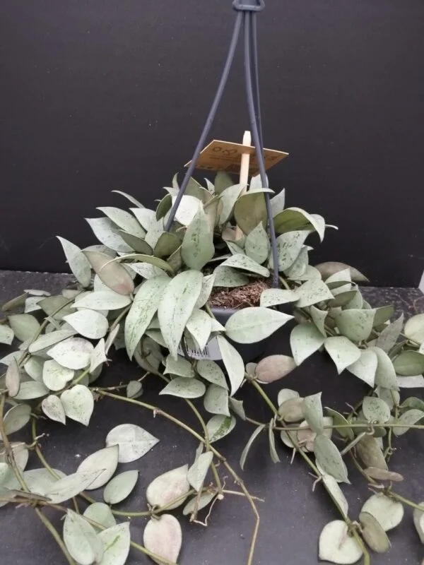 Hoya krohniana Super Silver, pianta da interno