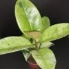 Ficus shivereana Moonshine, pianta da interno