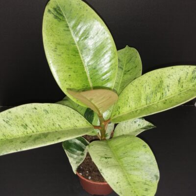 Ficus shivereana Moonshine