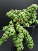 Dischidia Pangolin Kisses