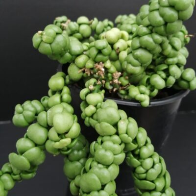 Dischidia Pangolin Kisses