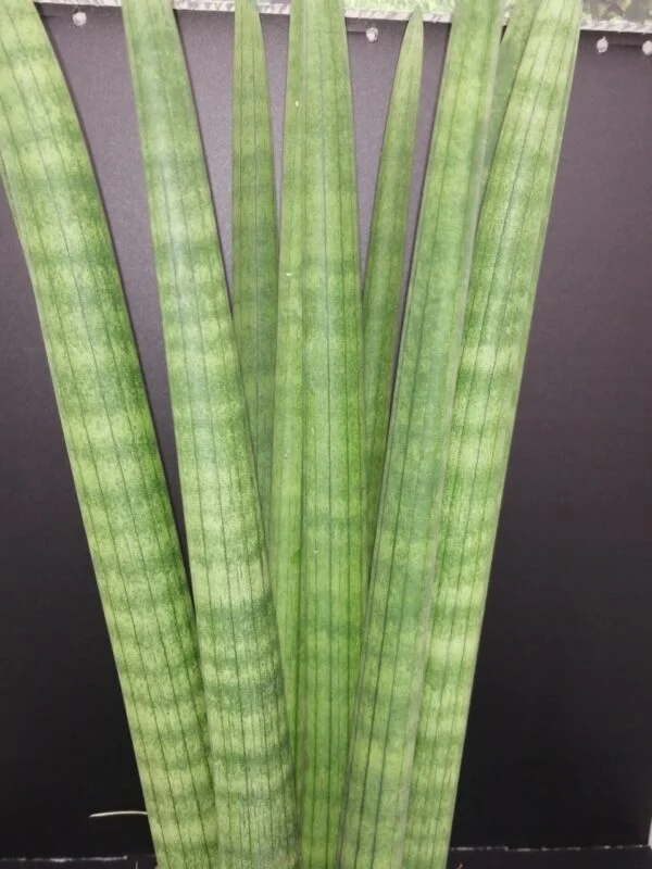 Sansevieria cylindrica Straight, foto 2
