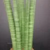 Sansevieria cylindrica Straight, pianta da interno