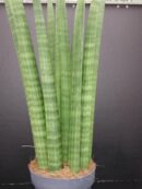 Sansevieria cylindrica Straight