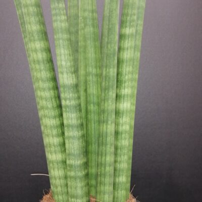 Sansevieria cylindrica Straight