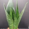Sansevieria trifasciata Dark Diamond, pianta da interno