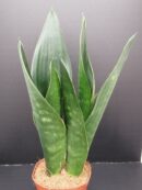 Sansevieria trifasciata Dark Diamond