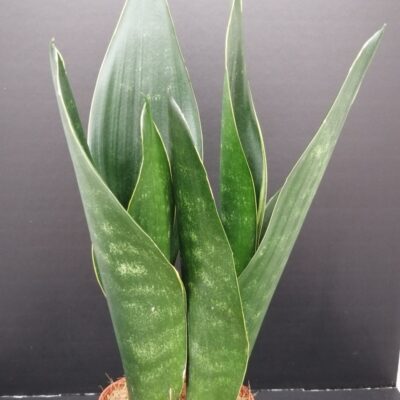 Sansevieria trifasciata Dark Diamond