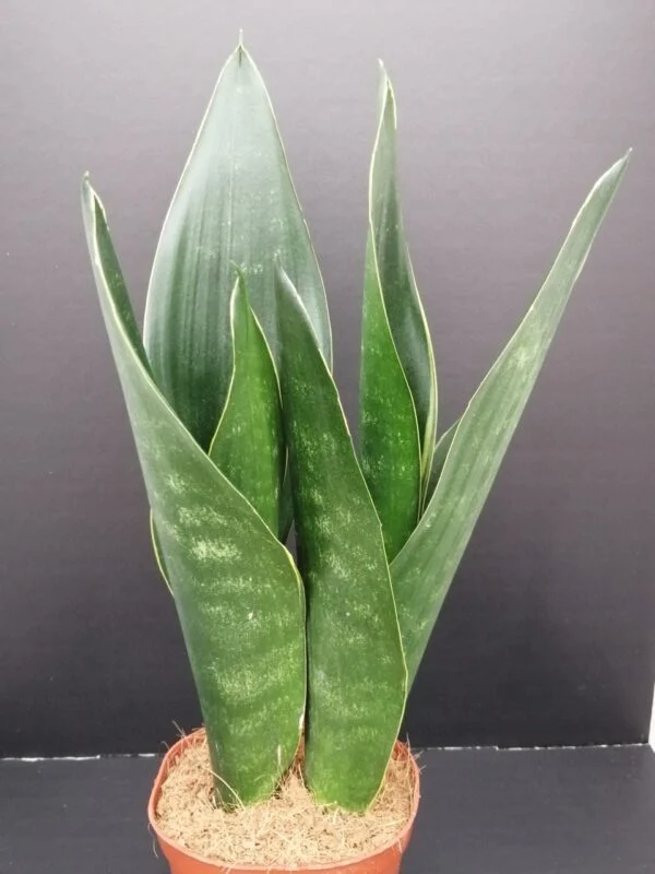 Sansevieria trifasciata Dark Diamond, pianta da interno