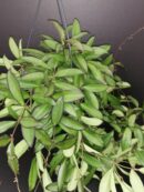 Hoya Rosita