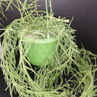 Hoya linearis, Wallich