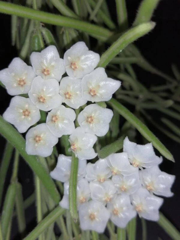 Hoya australis Bordvare Tricolor, foto 5