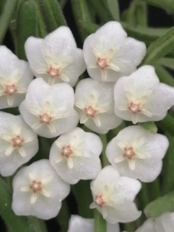 Hoya linearis, Wallich, foto 2