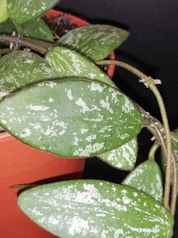 Hoya australis Bordvare Tricolor, foto 4