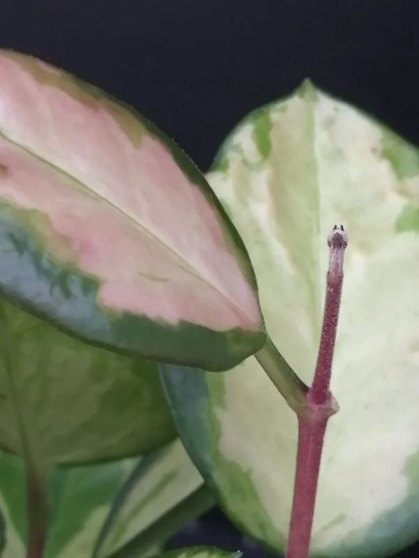 Hoya australis Bordvare Tricolor, foto 3