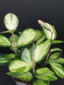 Hoya australis Bordvare Tricolor