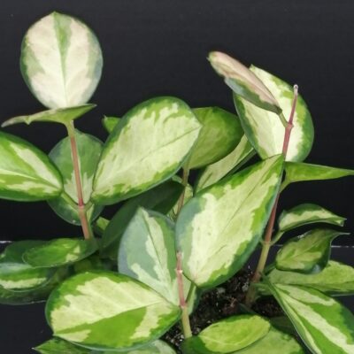 Hoya australis Bordvare Tricolor