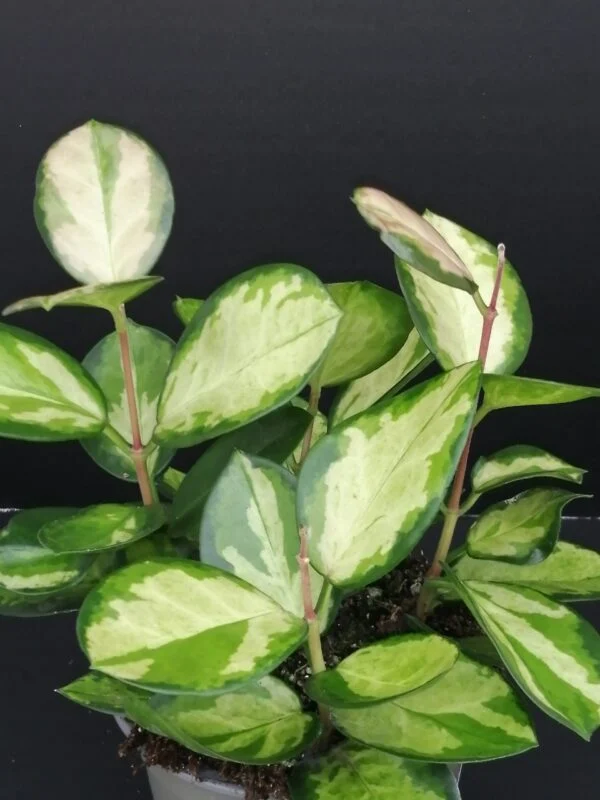 Hoya australis Bordvare Tricolor, pianta da interno