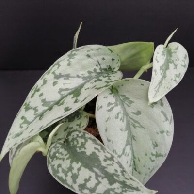 Scindapsus Silver Lady pianta giovane