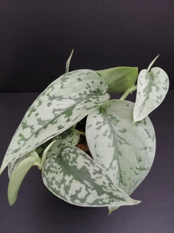 Scindapsus Silver Lady pianta giovane, pianta da interno