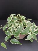 Ficus radicans White