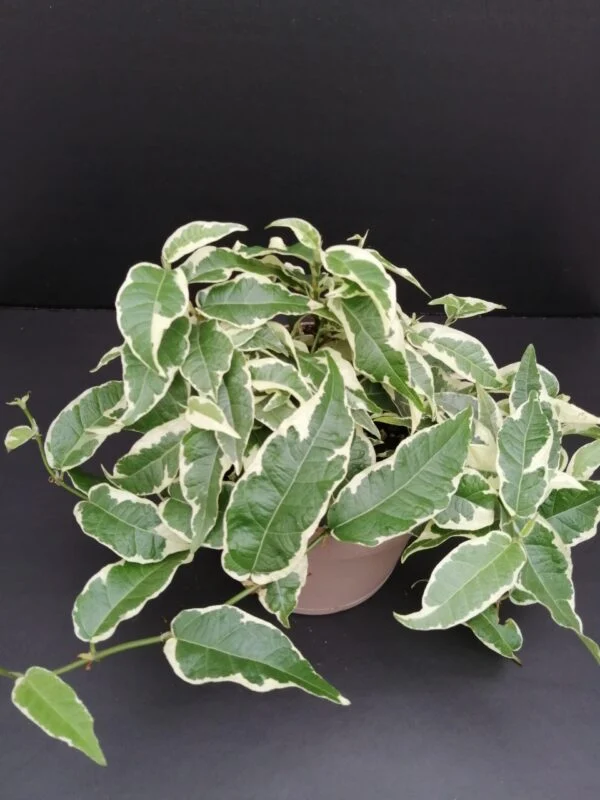 Ficus radicans White, pianta da interno
