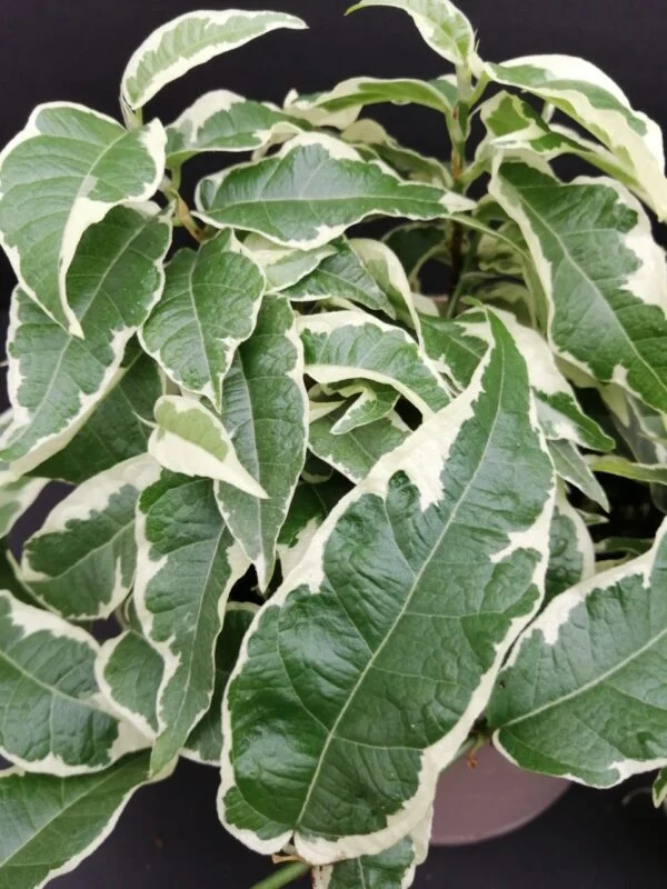 Ficus radicans White, foto 2