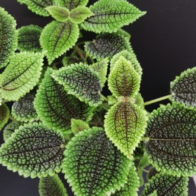 Pilea mollis Moon Valley