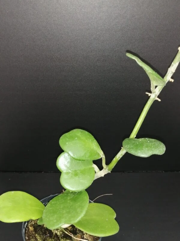 Hoya kerrii, Craib, foto 3
